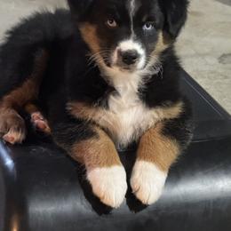 Dipper - Black tri-color male Australian Shepherd puppy in California, Kentucky from R and B Aussies