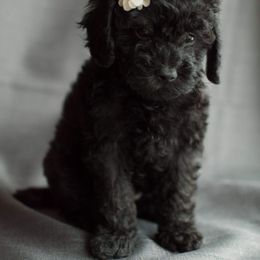 Poodle Puppies from Moore Poodles
