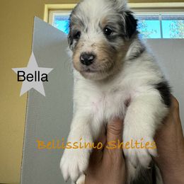 Purple - Shetland Sheepdog puppy from Bellissimo Shelties