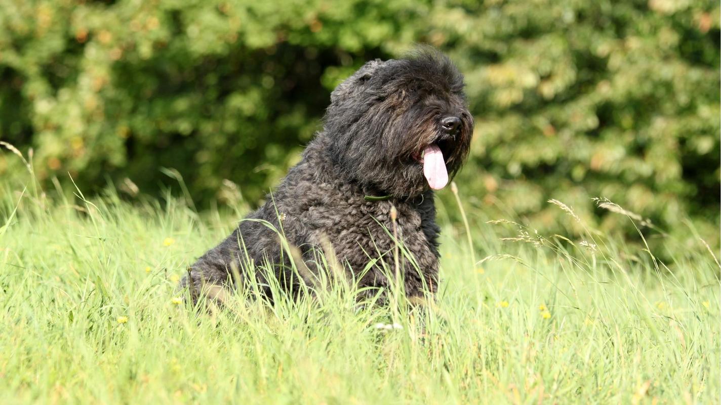 Bouvier des Flandres