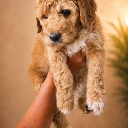 Benny - Red male Bernedoodle puppy in Woodland, Georgia from Bethel Doodle Ranch