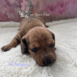 Isobel of Camelot (AKC Registered Name) - Dapple female Dachshund puppy in Scappoose, Oregon from Once Upon a Ween