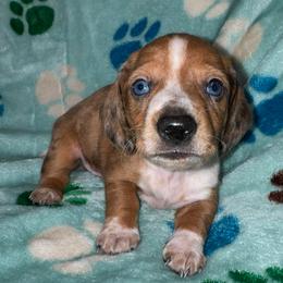 AKC Fabio - Dapple male Dachshund puppy in Knoxville, Tennessee from Thea's Puppies