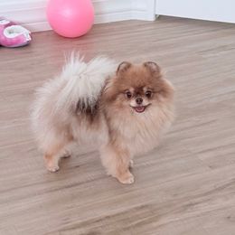 Pearl - Pomeranian