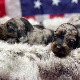 Dachshund Puppies from Hart Dachshunds