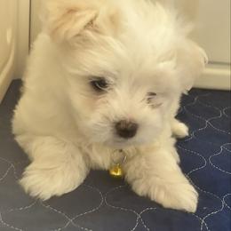 Theodore - White male Maltese puppy in Raleigh, North Carolina from Loveable Litters