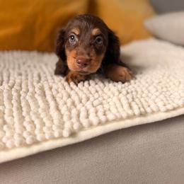 Willy - Chocolate and tan male Dachshund puppy in Calexico, California from The house of Dachshund