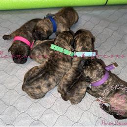 Perro de Presa Canario Puppies from Mesquite Creek Kennels