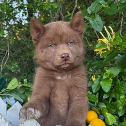 Rowan - Red and white male Siberian Husky puppy in Tulsa, Oklahoma from EvergreenEliteKennel