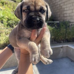 Green - Fawn male Boerboel puppy in Fontana, California from Sterling Built Boerboels