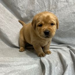 Yellow - Yellow female Labrador Retriever puppy in Iowa City, Iowa from Country Road Acres