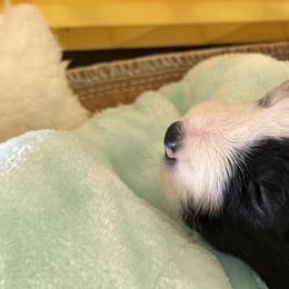 Border Collie Puppies from Janese's Border Collies