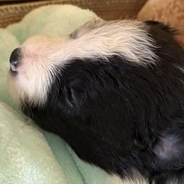 Border Collie Puppies from Janese's Border Collies