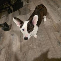 Lennox - Cardigan Welsh Corgi