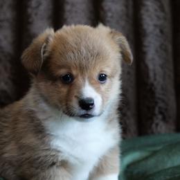 Trisquit - Red female Pembroke Welsh Corgi puppy in California City, California from Piff N Puff Corgis