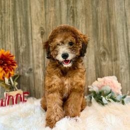 Phoebe - Wheaten female Whoodle puppy in Merritt, Michigan from Genesis Family Farm
