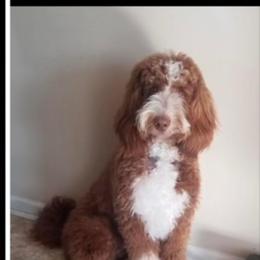 Assorted Doodle Crosses, Bernedoodle, Goldendoodle, and Labradoodle All Grown Up from Erica’s Doodles