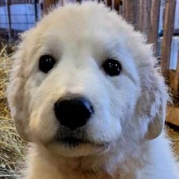 Border Collie puppies from Hope's Farm