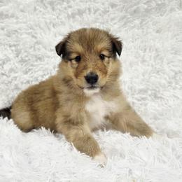 Red Collar Male - Sable and white male Collie puppy in Gleason, Tennessee from Liberty Collies