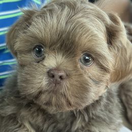 Paris Pansy - Lilac female Shih Tzu puppy in Jacksonville, Florida from Shih Tzus of Jacksonville