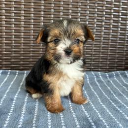 Cookie - Parti male Yorkshire Terrier puppy in Florence, Alabama from Yorkies of Forest Creek