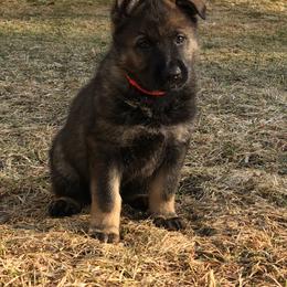 German Shepherd Puppies from Vom Kiefernhaus