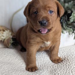 Barbie - Yellow female Labrador Retriever puppy in Angola, Indiana from Reniers Labrador Retrievers