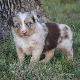 Rory - Red merle male Miniature Australian Shepherd puppy in Evant, Texas from Lazy VT Bar Ranch