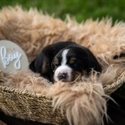 Cocoa - Black white and tan male Entlebucher Mountain Dog puppy in Corvallis, Oregon from Feather Farm's Entles