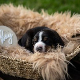 Cocoa - Black white and tan male Entlebucher Mountain Dog puppy in Corvallis, Oregon from Feather Farm's Entles