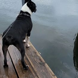 Boston Terriers from K & B Bostons