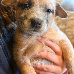 M3 - Red speckled male Australian Cattle Dog puppy in Ionia, Michigan from SB Heelers Cattle Dogs and Performance Horses