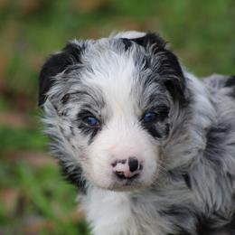 Blue Merle female - Blue merle female Border Collie puppy in Tylertown, Mississippi from Cool Meadow Farms