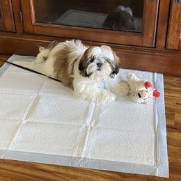 Shih Tzu Puppies from Willow Lane Shih Tzus