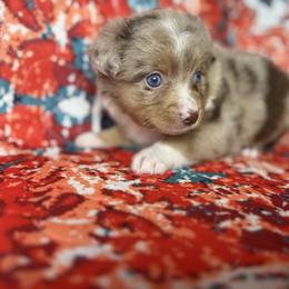 Hailey - Red merle female Miniature Australian Shepherd puppy in Mount Airy, Georgia from North Georgia Gems
