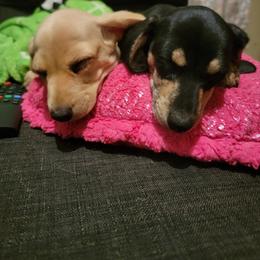 Dachshund Puppies from Divine Doxies LLC
