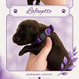 Lafayette - Chocolate male Labrador Retriever puppy in Morriston, Florida from Penny Lane Labradors