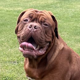 Donna - Dogue de Bordeaux