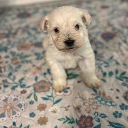 Alice - Wheaten female Miniature Schnauzer puppy in Denham Springs, Louisiana from Moonstruck Minis