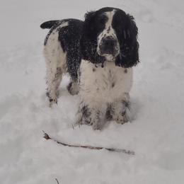 Athena - English Springer Spaniel