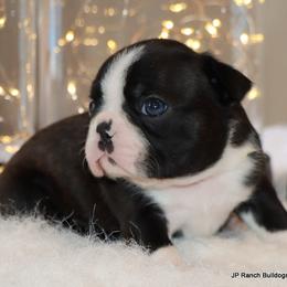Jolene - Black brindle and white female Boston Terrier puppy in Winnsboro, Texas from JP Ranch Bulldogs