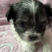 Angel Baby - Black Mi-Ki puppy in Brownsville, Pennsylvania from Magical Mi-Kis
