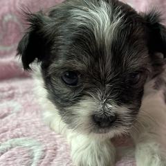 Angel Baby - Black Mi-Ki puppy in Brownsville, Pennsylvania from Magical Mi-Kis