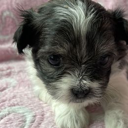 Angel Baby - Black Mi-Ki puppy in Brownsville, Pennsylvania from Magical Mi-Kis