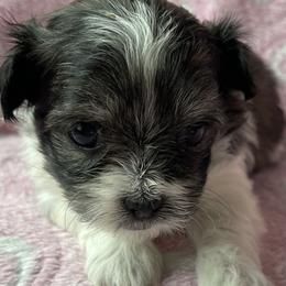 Angel Baby - Black Mi-Ki puppy in Brownsville, Pennsylvania from Magical Mi-Kis