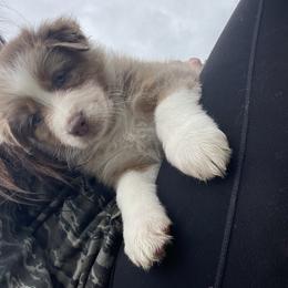 Australian Shepherd Puppies from Quiet Cove Kennels
