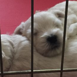 West Highland White Terrier Puppies from Sand Dollar Westies of Delaware