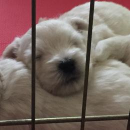 West Highland White Terrier Puppies from Sand Dollar Westies of Delaware