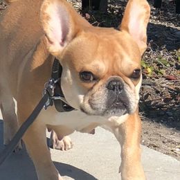 French Bulldogs from The Rawh Frenchie Club