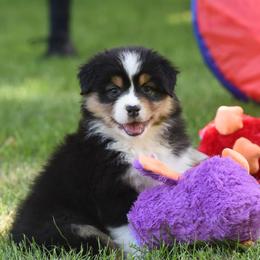 Trophy - Black tri-color female Australian Shepherd puppy in Mendon, Michigan from Lk Michigan BIS Champion Aussies